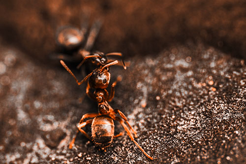 Carpenter Ants Battling Over Territory (Orange Tone Photo)