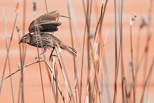Cattail Jumping Female Red Winged Blackbird (Orange Tone)