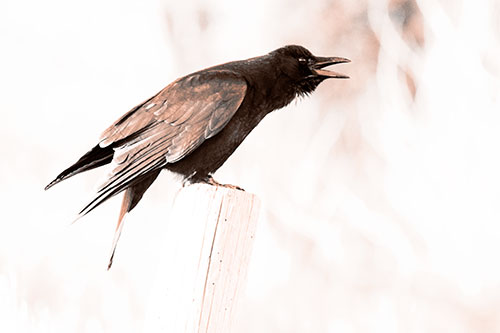 Cawing Crow Atop Crooked Wooden Post (Orange Tone Photo)