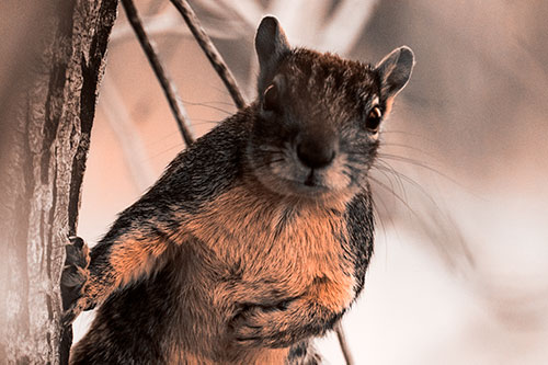 Chest Holding Squirrel Leans Against Tree (Orange Tone Photo)
