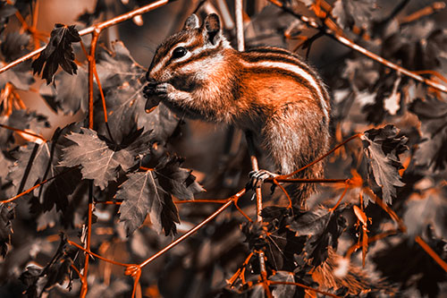Chipmunk Feasting On Tree Branches (Orange Tone)