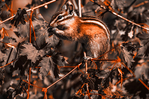 Chipmunk Feasting On Tree Branches (Orange Tone Photo)