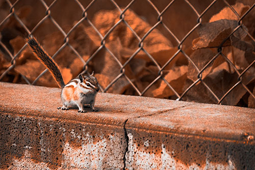 Chipmunk Walking Along Wet Concrete Wall (Orange Tone Photo)