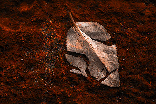 Chipped Leaf Face Rests Atop Pavement (Orange Tone)