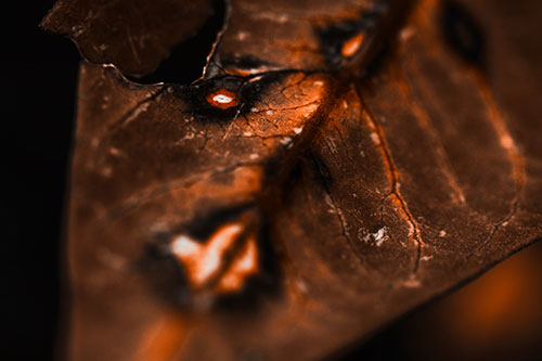 Chipped Vein Decaying Leaf Face (Orange Tone Photo)