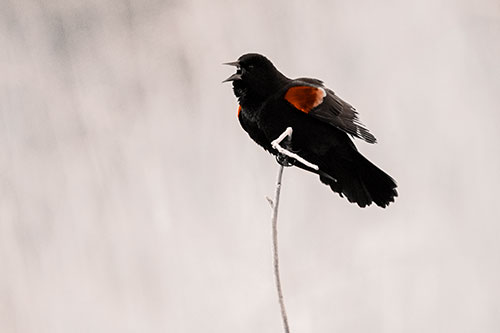 Chirping Red Winged Blackbird Atop Snowy Branch (Orange Tone Photo)