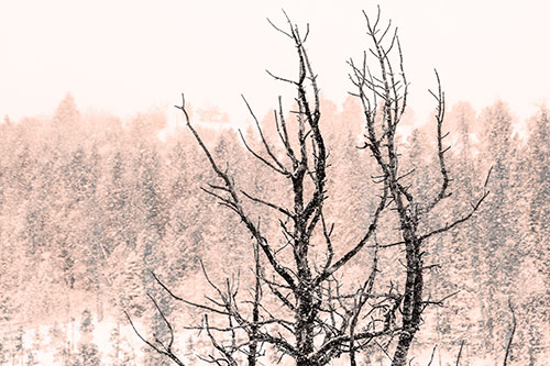 Christmas Snow On Dead Tree (Orange Tone Photo)