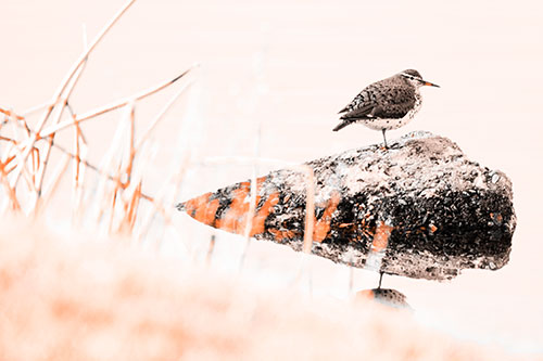 Chubby Dunlin Bird Standing Atop Lake Rock (Orange Tone Photo)