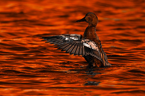 Cinnamon Teal Duck Flaps Wings Among Lake (Orange Tone)