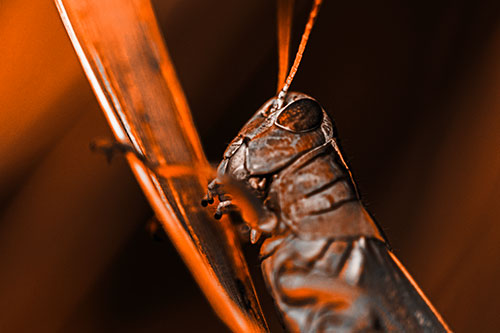 Climbing Grasshopper Crawls Upward (Orange Tone Photo)