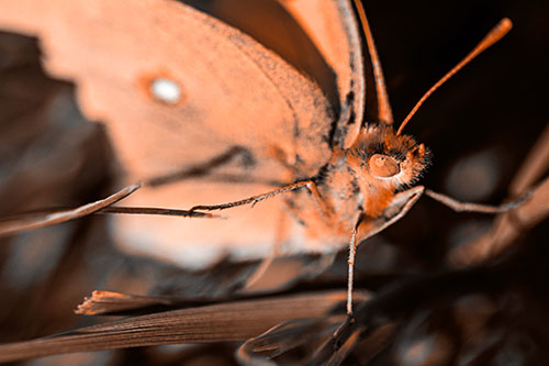 Cloudless Sulphur Butterfly Taking Stance (Orange Tone)