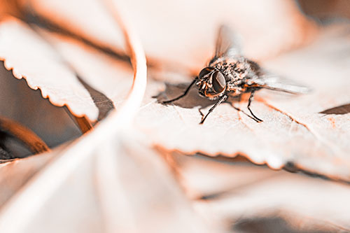 Cluster Fly Standing Atop Stacked Intersecting Leaves (Orange Tone)