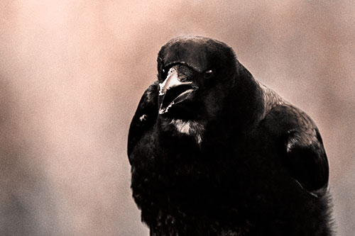 Cold Snow Beak Crow Cawing (Orange Tone Photo)