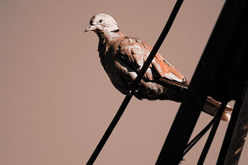 Collared Dove Perched Atop Wire (Orange Tone Photo)
