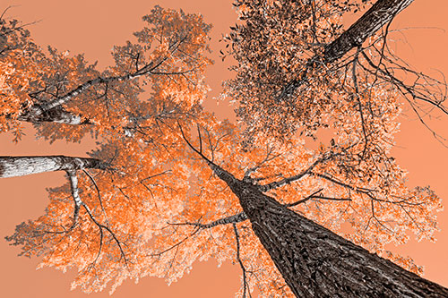 Colorful Towering Autumn Trees Among Clear Sky (Orange Tone)