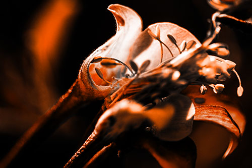 Columbine Flower Face Embracing Sunlight (Orange Tone)