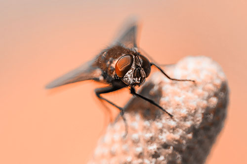 Confused Blow Fly Tilts Head Atop Coneflower (Orange Tone)