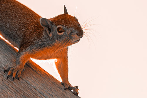 Confused Head Tilting Squirrel Standing Along Wooden Pole (Orange Tone)