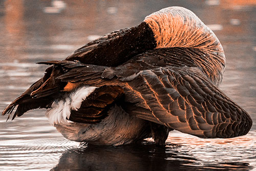 Contorting Canadian Goose Playing Peekaboo (Orange Tone Photo)