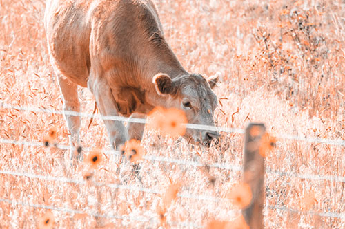 Cow Snacking On Grass Behind Fence (Orange Tone)