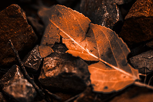 Cracked Soggy Leaf Face Rests Among Rocks (Orange Tone Photo)