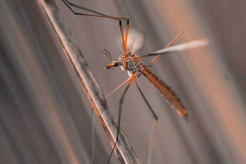Crane Fly Clinging Ahold To Grass Blade (Orange Tone)