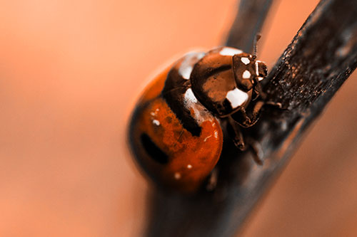 Crawling Ladybug Climbing Up Plant Stem (Orange Tone Photo)