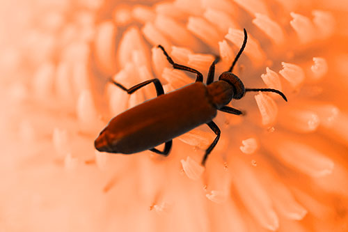 Crawling Oedemera Beetle Searching Atop Dandelion (Orange Tone)