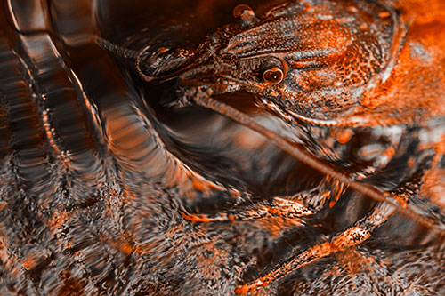 Crayfish Swims Against Rippling Water (Orange Tone)