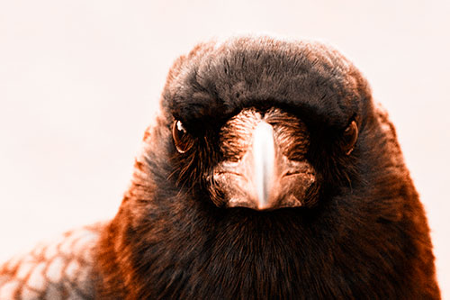 Creepy Close Eye Contact With A Crow (Orange Tone Photo)