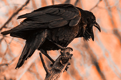 Croaking Raven Perched Atop Broken Tree Branch (Orange Tone Photo)