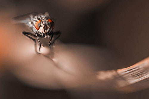 Crouching Cluster Fly Balances Among Grass Blade (Orange Tone)
