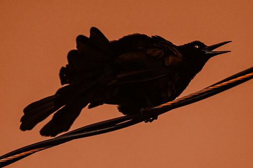 Crouching Great Tailed Grackle Squeaking Atop Cable (Orange Tone)