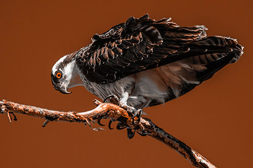 Crouching Osprey Hawk Looking Below Shredded Tree Branch (Orange Tone)