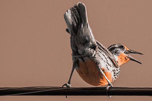 Crouching Western Meadowlark Singing Towards Sunlight (Orange Tone)