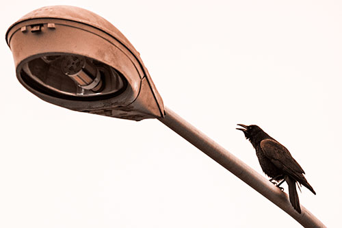 Crow Cawing Atop Sloping Light Pole (Orange Tone Photo)