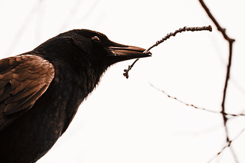 Crow Clasping Stick Among Tree Branches (Orange Tone Photo)
