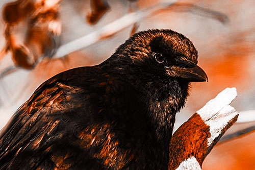 Crow Enjoys Sunshine Atop Broken Tree Branch (Orange Tone)