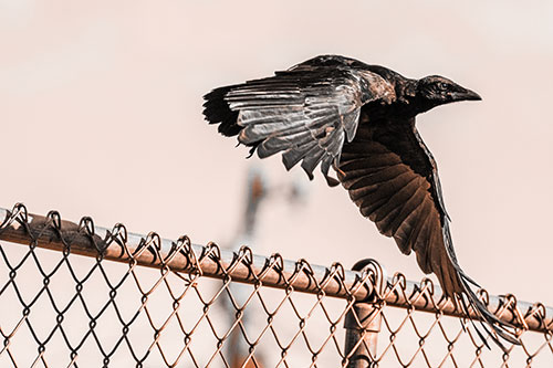 Crow Flying Over Chain Link Fence (Orange Tone)