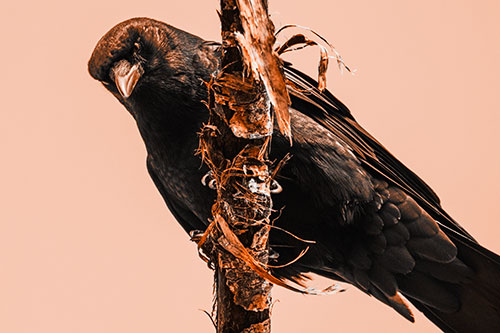 Crow Glaring Downward Atop Peeling Tree Branch (Orange Tone Photo)