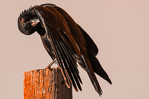 Crow Grooming Wing Atop Wooden Post (Orange Tone Photo)