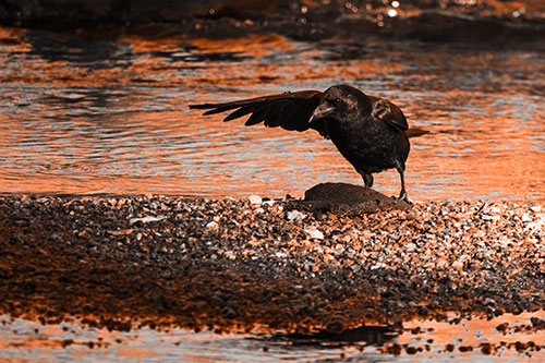 Crow Pointing Upstream Using Wing (Orange Tone Photo)