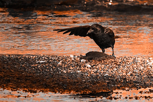 Crow Pointing Upstream Using Wing (Orange Tone)