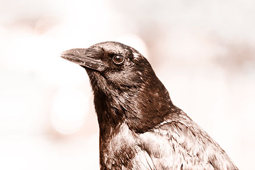 Crow Posing For Headshot (Orange Tone Photo)