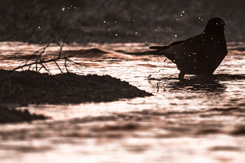 Crow Splashing River Water (Orange Tone Photo)