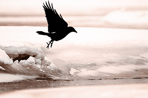 Crow Taking Flight Off Icy Shoreline (Orange Tone Photo)