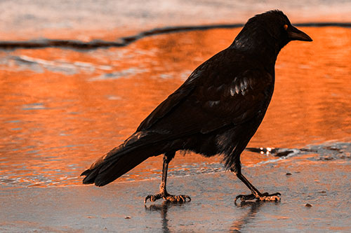 Crow Walking Along Frozen River Ice (Orange Tone)