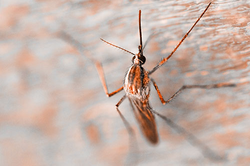 Culex Pipien Mosquito Resting Vertically (Orange Tone Photo)