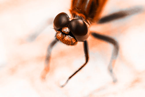 Curious Big Eyed Dragonfly Looks Above (Orange Tone Photo)