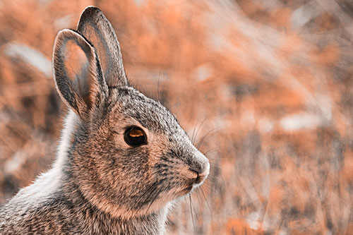 Curious Bunny Rabbit Looking Sideways (Orange Tone Photo)